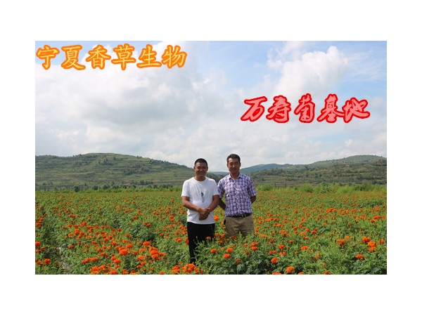 20:1牛金华浸膏粉