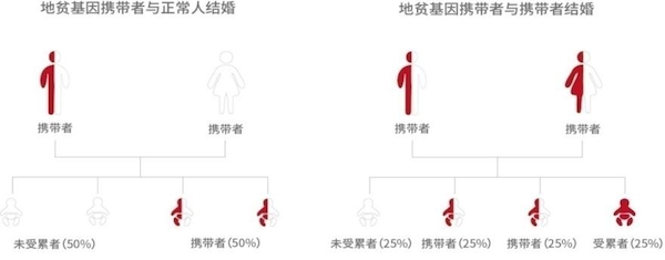 地贫基因遗传规律图谱.png